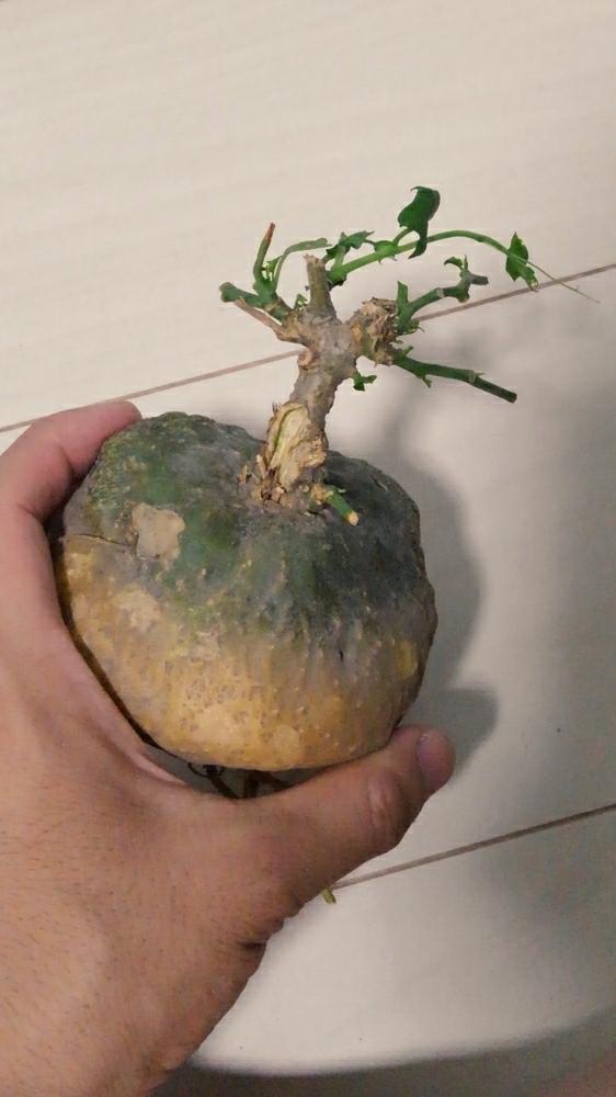 部屋の画像 by まるさん | 部屋と眠り布袋とゲラルダンサス マクロリザスと珍奇植物と塊根植物