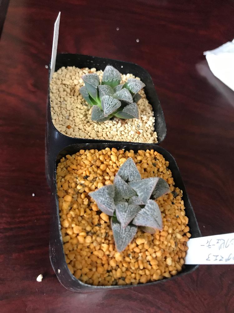 の画像 by mamaだJさん | ピンクビューティーと多肉植物と軟葉系ハオルチアとひとりハオ祭り♛とハオルチア属と脳内多肉畑とHaworthia:ハオルチア/ハオルシアと真夏の狩猟祭(29)とエンゲイ係数高めとタマランデスヨネと広島タニラーと多肉は7月一杯までwとジャッキー&マキとタニラーとハオルチア(ハオルシア)女子と山口タニラーと( *ˊ࿁ˋ ) ᐝモケモケと化粧砂は鹿沼土と耐えて忍ぶ夏2018