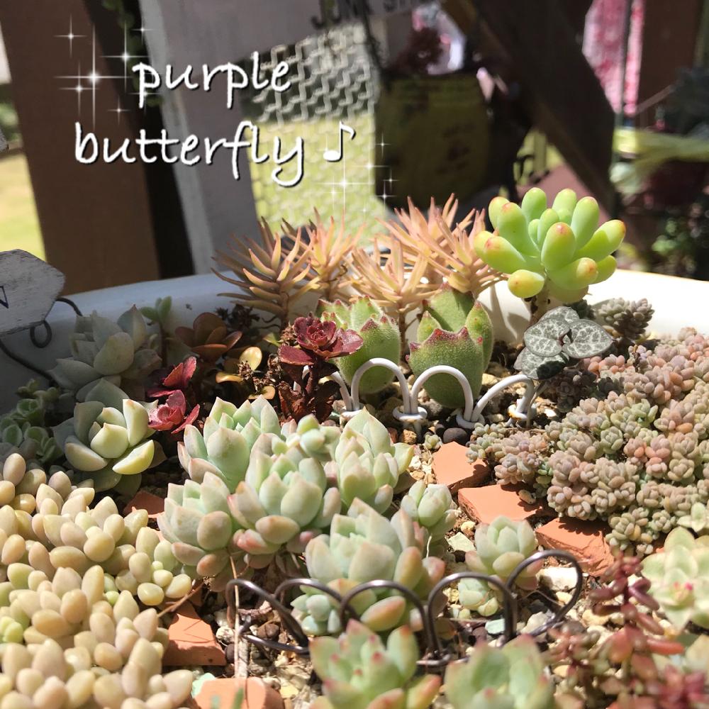 小さな庭の画像 by purple butterfly♡さん | 小さな庭と暑いネッと多肉箱庭と宮城県と雨晒しと葉挿しと遮光なしと乙女心☆と プロリフェラと 姫笹と姫秀麗❤とセダム ダシフィルムとホーロー洗面器箱庭