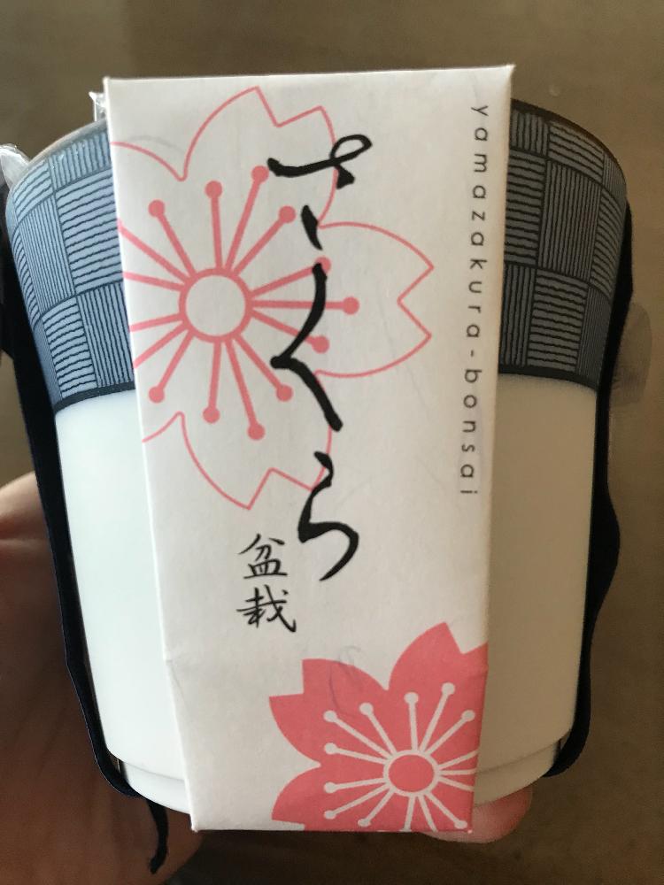 部屋の画像 by 南星さん | 部屋とさくら サクラ 桜と8月とよろしくね♡とさくら 桜 サクラと種から育てる!と盆栽