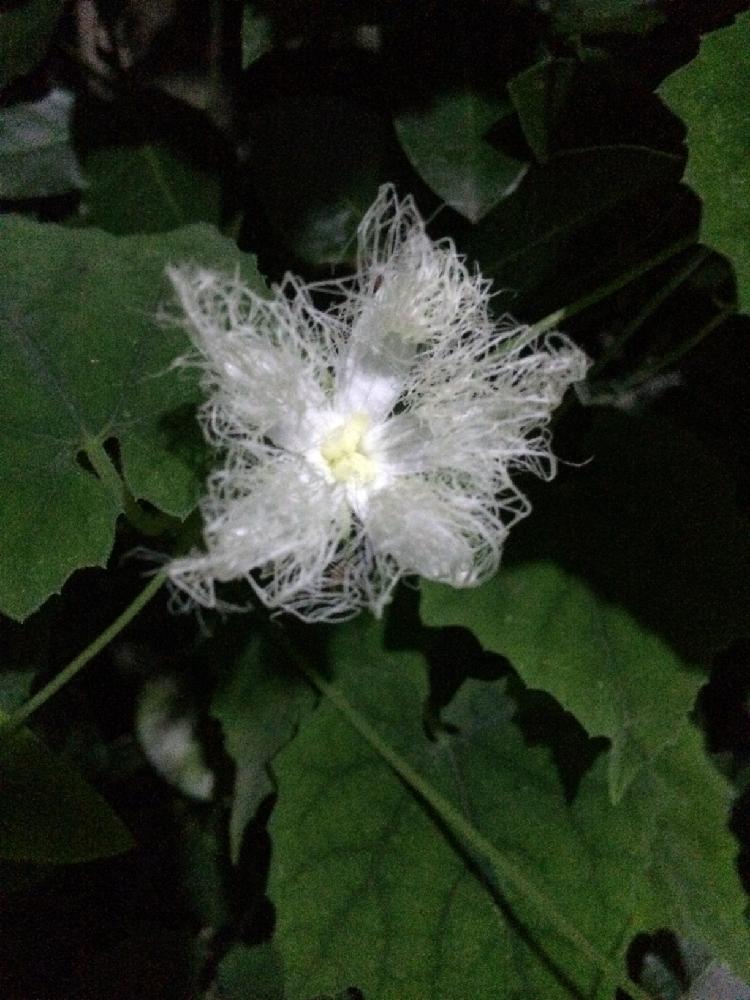 お出かけ先の画像 by きさくらさん | お出かけ先とカラスウリの花とカラスウリのお花と夜散歩とお散歩の途中