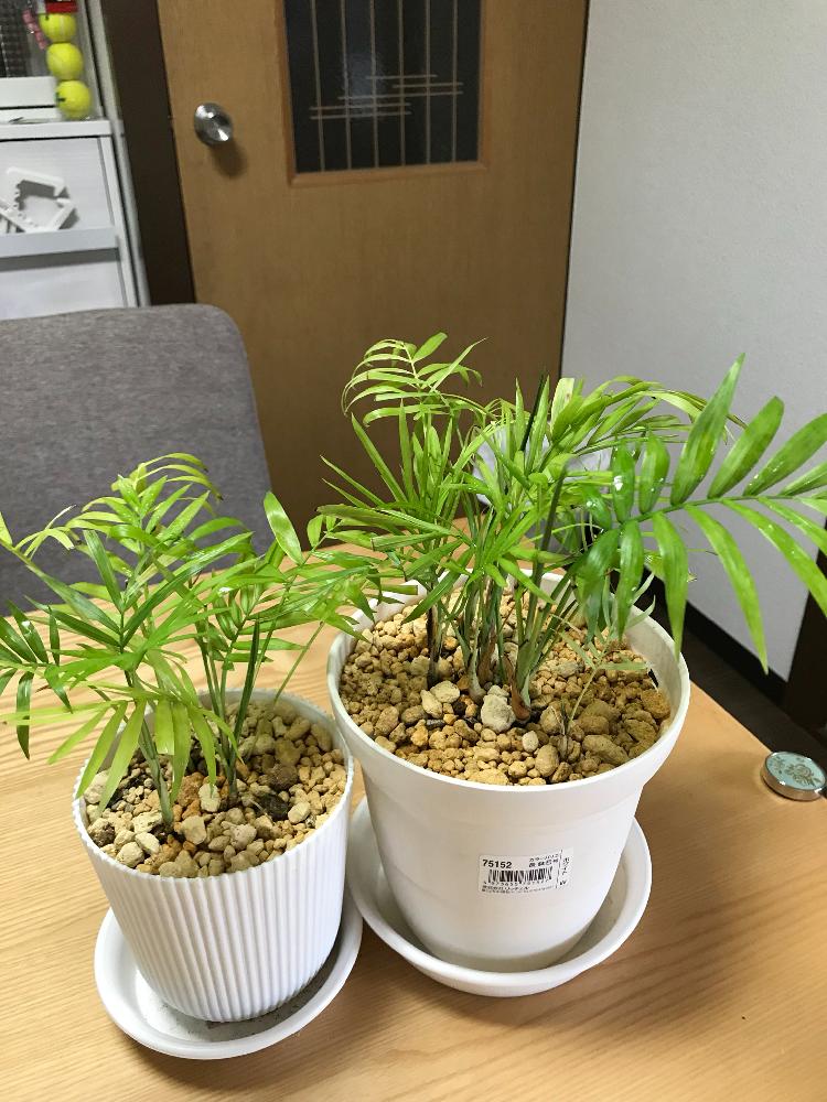 の画像 by のりこさん | テーブルヤシと株分けと新芽と観葉植物とスリーコインズ