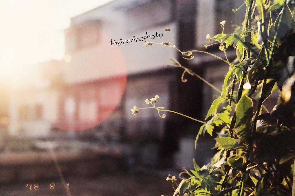 小さな庭の画像 by richrichさん | 小さな庭とフウセンカズラとminorinophotoと写真と写真スポットとMINOLTAと一眼レフと植物とfilmとまだまだ初心者と太陽の光を浴びてと花のある暮らしとかわいいと玉ボケ