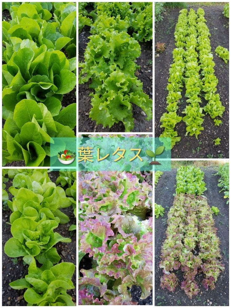 畑の画像 by toshi722さん | 畑とレタスと家庭菜園とサラダ菜 栽培とフリルレタス♪と岐阜県とサニーレタス✨とロメインレタス 栽培と家庭菜園奮闘日記とレタス畑と収穫と収穫物と葉物野菜栽培日記