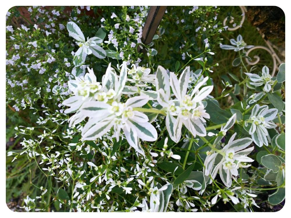 小さな庭の画像 by RIKAさん | 小さな庭と白色のお花と夏の花とユーフォルビア 初雪草『氷河』と花のある暮らしと大好き♡︎ʾʾとカラミンサ❁