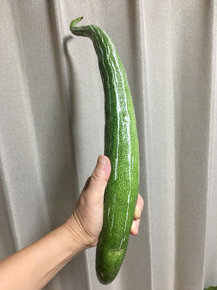 お出かけ先の画像 by boonyanさん | お出かけ先と名前を教えて!と初めての野菜
