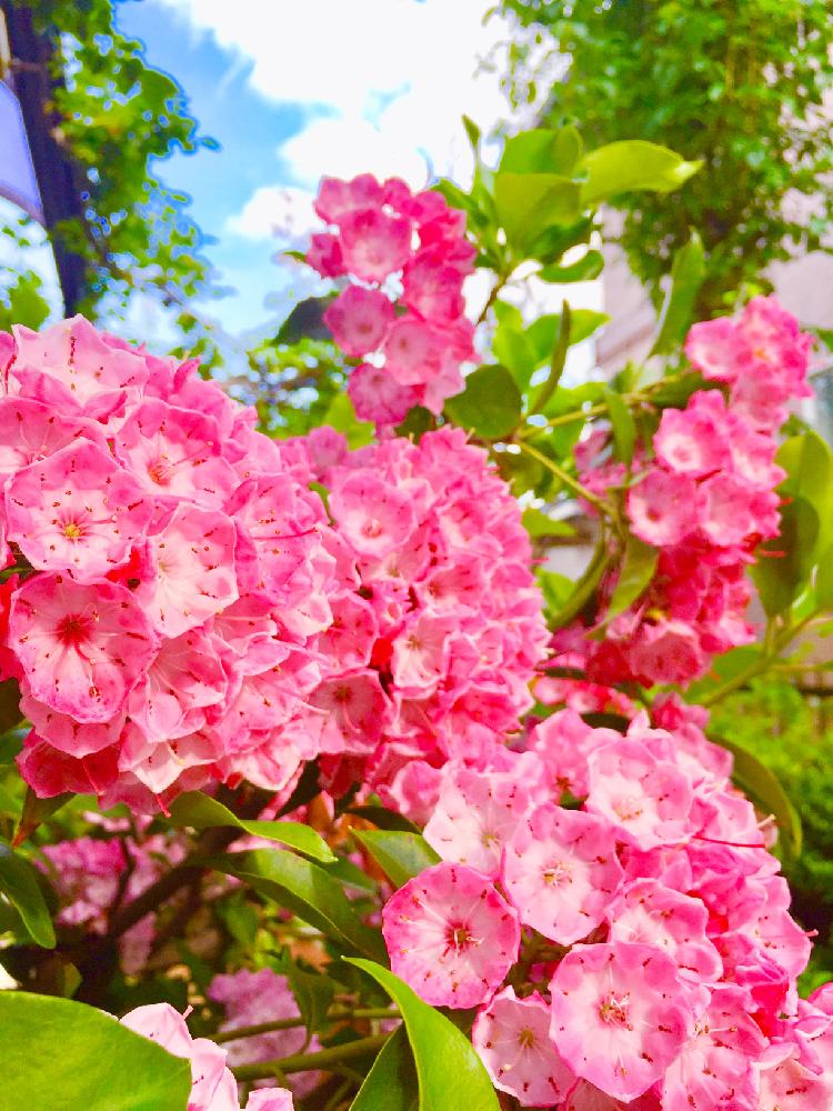 小さな庭の画像 by leosun♡35さん | 小さな庭とカルミアとわが家のお庭と今日のお花と不思議なお花と青空に映えるピンク