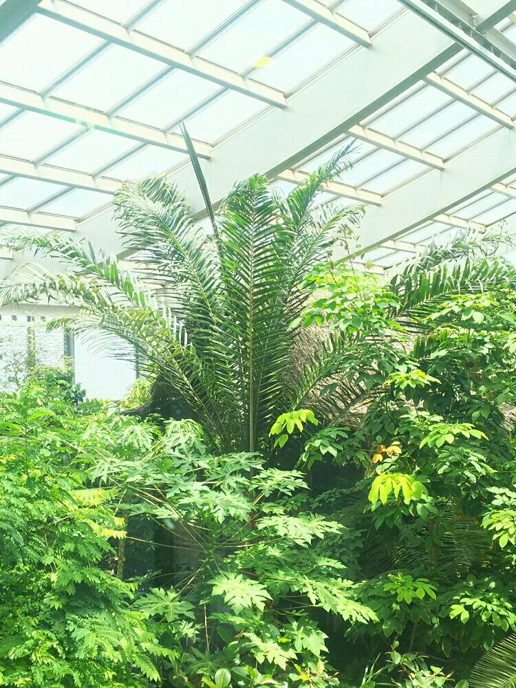 お出かけ先の画像 by Dioptaseさん | お出かけ先とアブラヤシと熱帯果樹と ヤシの木と観葉植物と板橋区立熱帯環境植物館と南国植物と果樹とトロピカルと植物園とヤシと熱帯植物