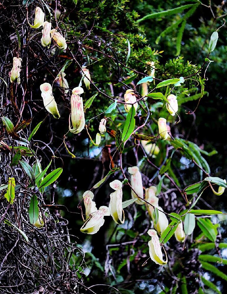 お出かけ先の画像 by きつねさん | お出かけ先と着生植物と観葉植物と食虫植物とネペンテス属と植欲旺盛と植中毒と食虫植物・ウツボカズラと世界の植物フォトコンテストとワイルドと珍奇植物