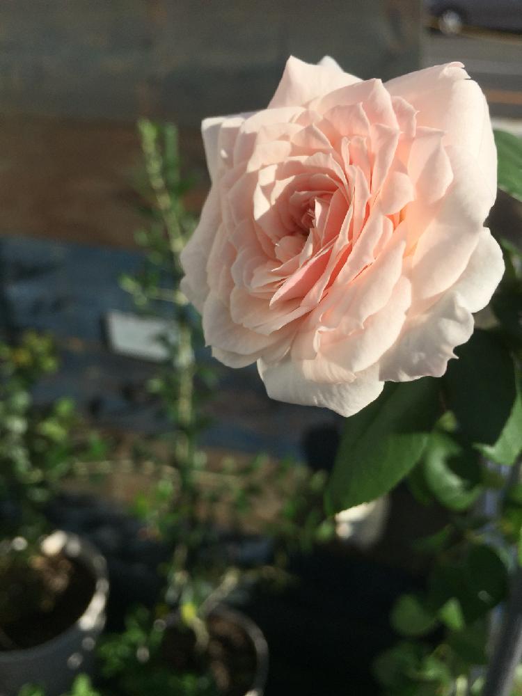 玄関の画像 by mahiro227さん | 玄関と夏の彩りとばら バラ 薔薇と薔薇と暮らすと薔薇 シンデレラと花のある暮らしと私の小さなバラ園