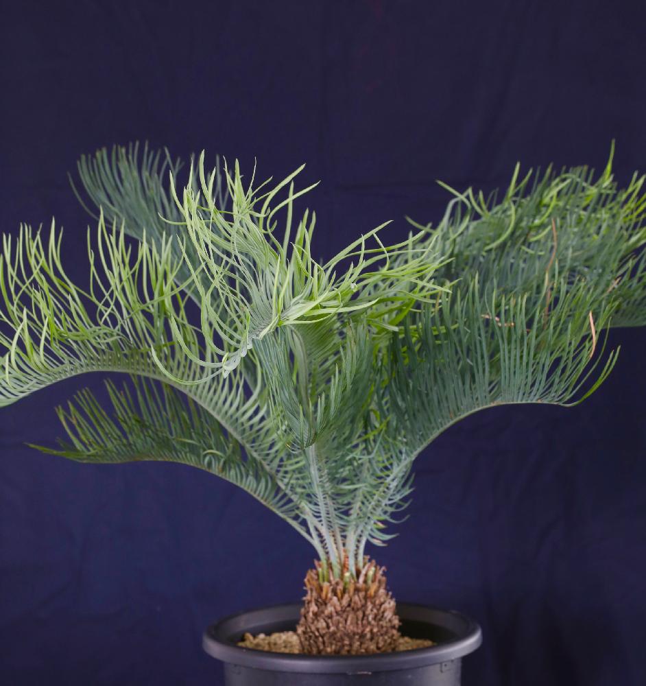 部屋の画像 by Oriさん | 部屋とCycas cairnsianaと現地球と観葉植物とボタニカルライフとソテツ類とGS映えと珍奇植物と蘇鉄愛とビザールプランツ