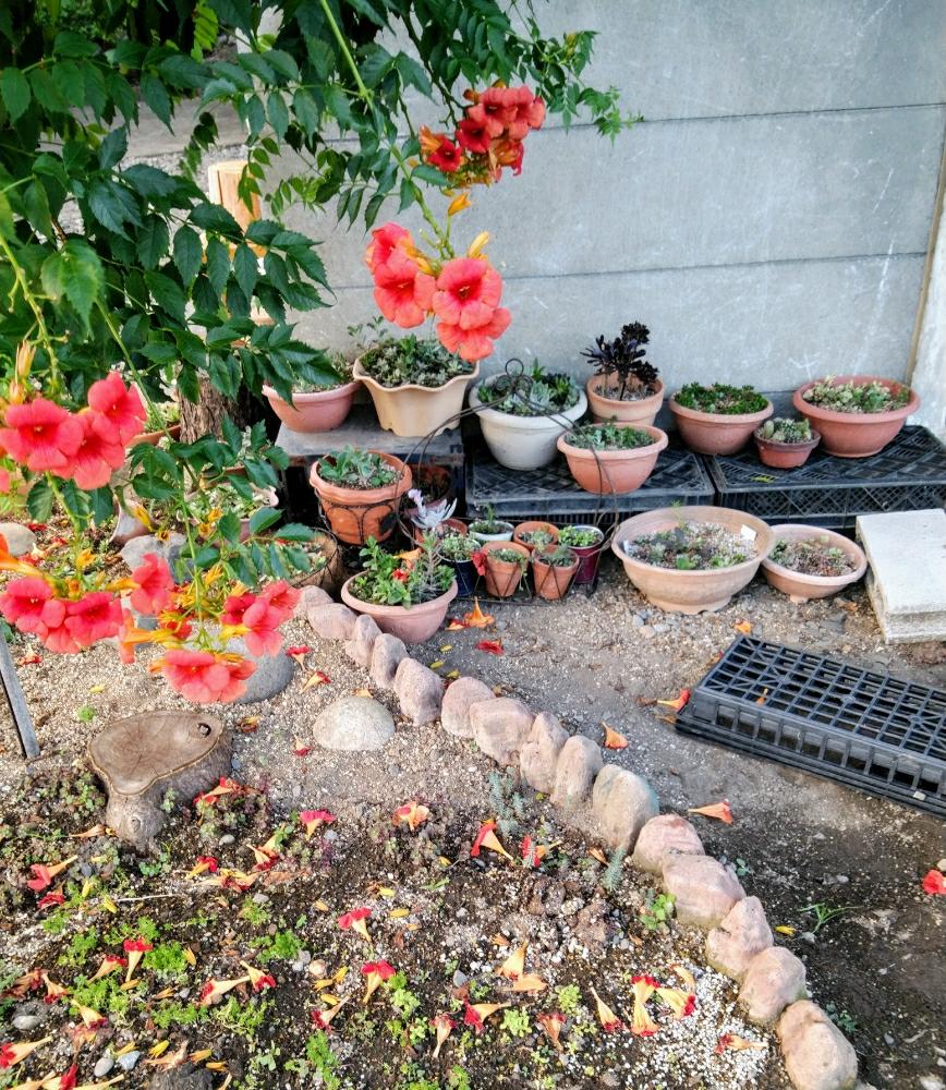 小さな庭の画像 by まきばさん | 小さな庭と多肉箱庭と多肉植物寄せ植えと庭の植物と小さな幸せ♡と花のある暮らし