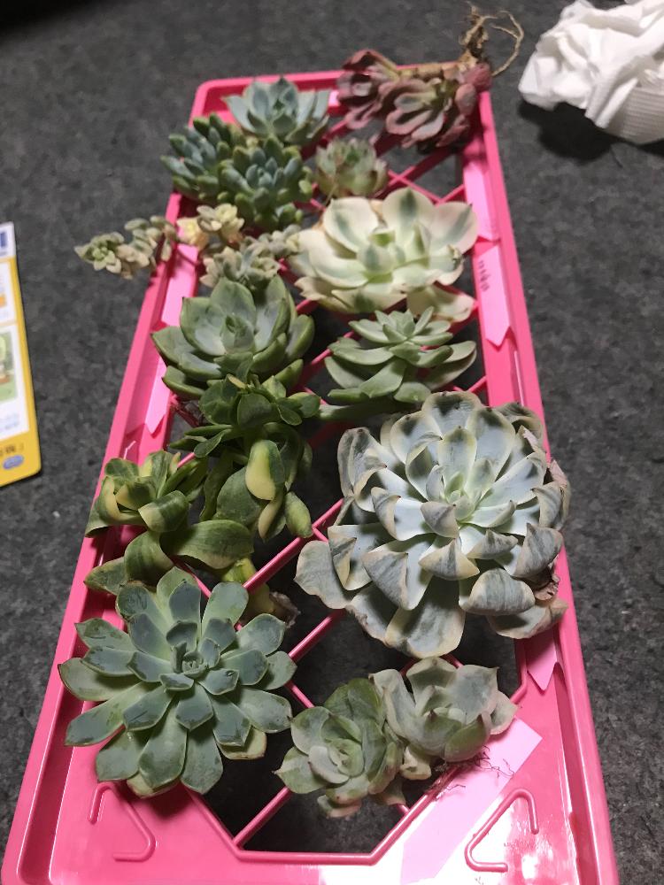 の画像 by mamaだJさん | 多肉植物とひとりエケ祭りღと脳内多肉畑とまた29狩りました…と錦萌え♡と真夏の狩猟祭(29)と大きいのがお好き♡とエンゲイ係数高めとタマランデスヨネと( ゚д゚)セクスィ…♡番長と広島タニラーとエケベリア女子とエケベリア属とタニラーと山口タニラーともぉ29狩りません…と多肉植物 エケベリアと耐えて忍ぶ夏2018