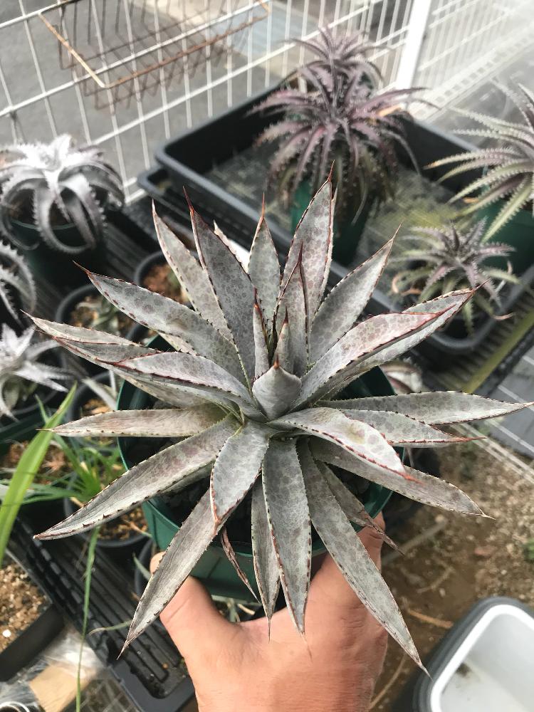 小さな庭の画像 by kusaplantsカンちゃんさん | 小さな庭と多肉植物とマイ・コレクションと観葉植物とアガベ男子とHandmadeとわが家の多肉スペースと植中毒と今日の一枚と滋賀と自己流とタニク男子と成長記録と珍奇植物とKusaplantsとワークショップ とビザールプランツとインテリアグリーンと俺の多肉植物とバルコニスト