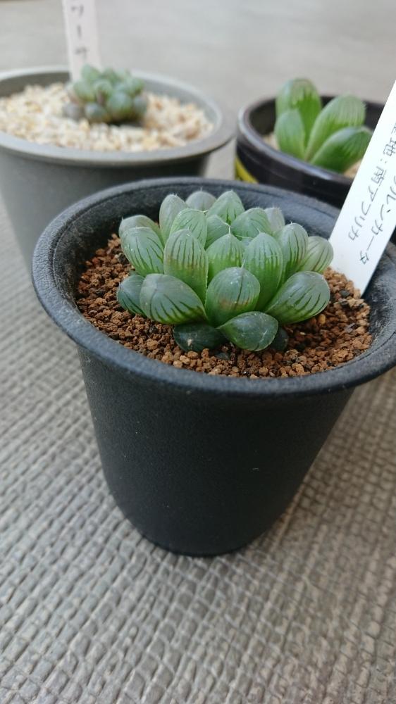 バルコニー/ベランダの画像 by ベランダ大好きさん | バルコニー/ベランダと多肉植物とオブツーサ。と千葉県とハオルチア属と二和園と植中毒とthe Farm UNIVERSAL 千葉と多肉植物とサボテンと花のある暮らしと千葉タニラーとバルコニスト