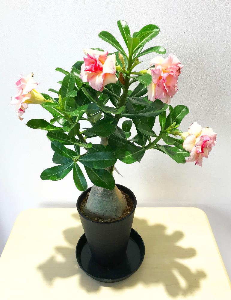 インテリアの画像 by フロレゾン江坂店さん | インテリアと観葉植物とオシャレとGS映えとGS日和とアデニュームと花のある暮らし