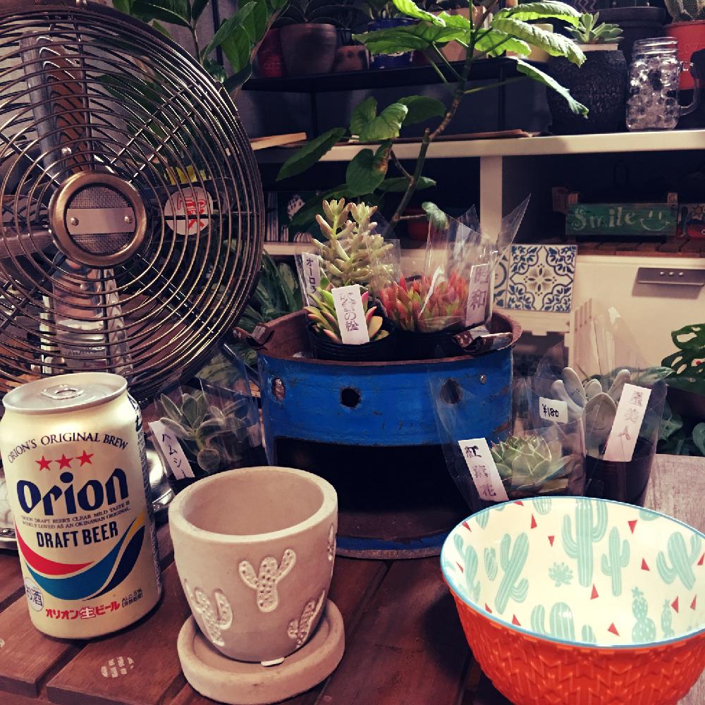 インテリアの画像 by ギブソンさん | インテリアと多肉と マドカズラと観葉植物とサンスベリア属とザミオクルカス属とドラセナ属とGS日和と植中毒とディスキディア属と多肉植物とサボテンとミニミニサボテンと珍奇植物と花のある暮らしとウンベラータ♡︎ʾʾとタニク初心者