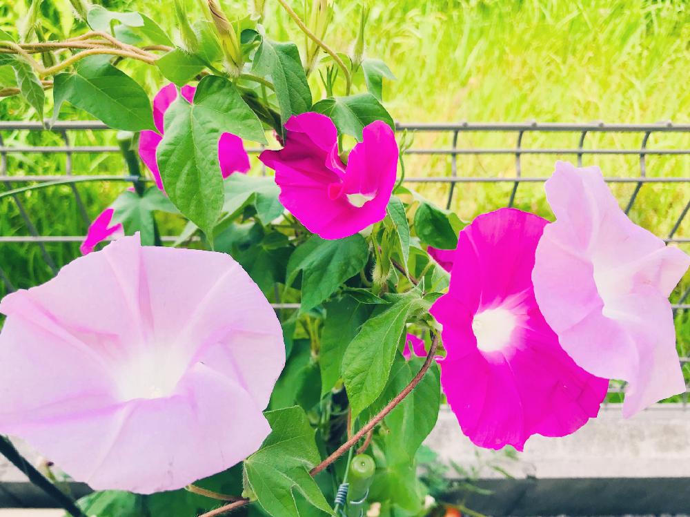 小さな庭の画像 by ゆーきてぃ☆さん | 小さな庭と朝顔と癒しと植中毒と可愛いと花のある暮らしとホッコリとアサガオ♡
