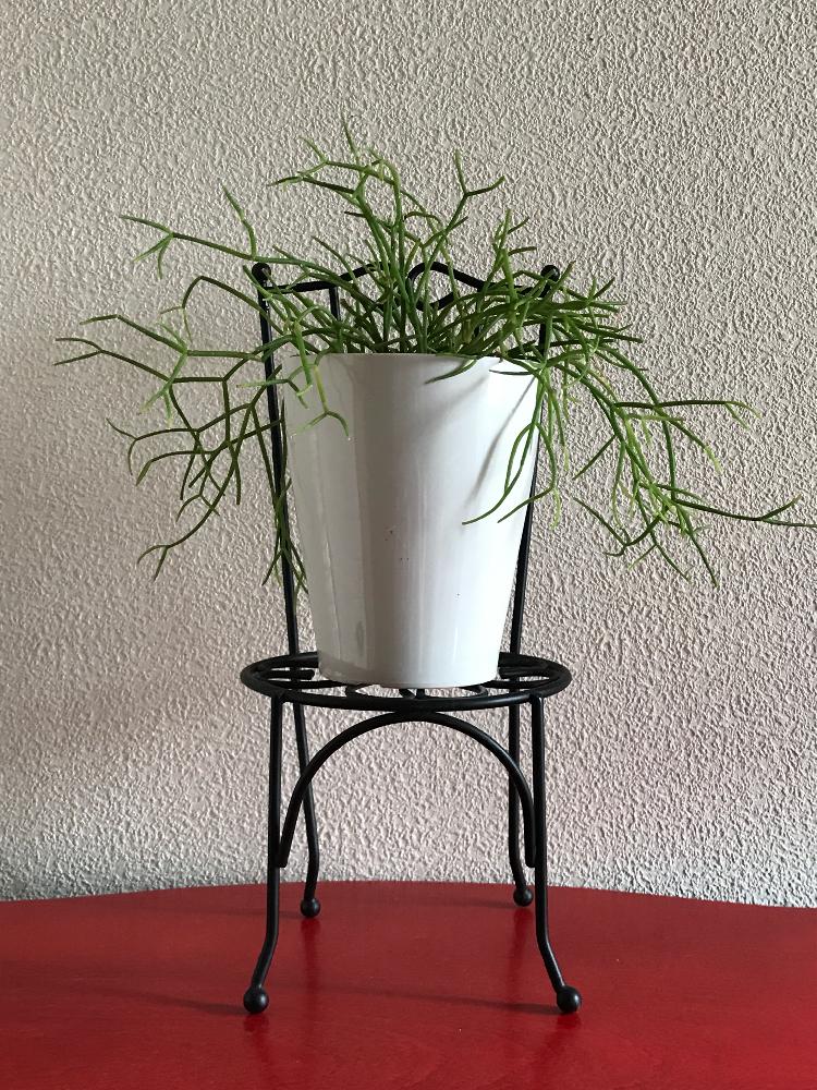 部屋の画像 by 月下美人さん | 部屋とリプサリスと植中毒とタニク初心者と適当。と見切り品