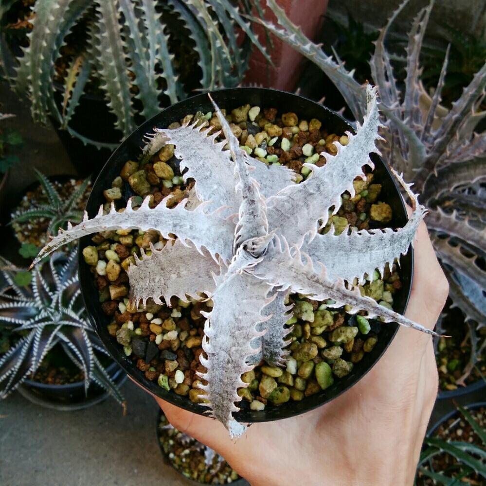 小さな庭の画像 by にんにんさん | 小さな庭とDyckia ‘Dragon Bone’ x marnier-lapostollei (Red Spine)とディッキア.と多肉植物とみどりのある暮らしとトゲトゲと観葉植物とディッキアとディッキア属とブロメリアと植中毒と日光浴とタニラーと子株とトゲトゲのある暮らしと珍奇植物とDyckia