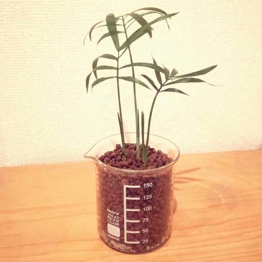 部屋の画像 by ぺこりさん | 部屋とテーブルヤシと初心者ですと観葉植物とハイドロカルチャーとハイドロボールと水耕栽培とハイドロコーンと100均アレンジと成長記録と土植えからハイドロとダイソー出身とダイソー産