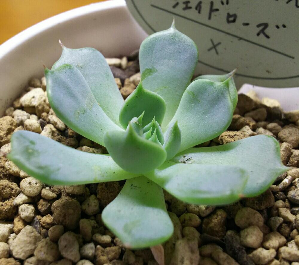 エントランスの画像 by Succulent so cute ♥さん | エントランスとJaderoseとジェイドローズと多肉植物とスマホ撮影とGS Lifeとボタニカルライフとcute ♥ ジェイドローズと真夏のボタニカルライフと多肉ちゃんとso cute garden ♥と葉っぱのある暮らしと葉っぱとチーム大阪とGS映えと多肉植物のある暮らしとno green no lifeとenjoy botanical life ♥とsucculent so cute ♥と真夏の多肉ちゃんときれい~✴とエケベリア属とGS 影響とチームグリーンと葉っぱがかわいい♥とお気に入り~✴とガーデニングとcute ♥ エケと多肉生活とgreenとかわいいとベンケイソウ科と猛暑越し中とSucculent Lifeと加工なしとかわいい多肉ちゃんとGS萌え~✴とenjoy succulent life ♥と真夏の多肉植物と葉っぱが好き♥と多肉初心者と多肉コレクション♥とsucculent plantsと葉っぱlove♥とGSタイムとおきにいり~✴とsucculentとsucculent love ♥