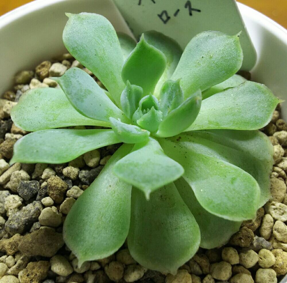エントランスの画像 by Succulent so cute ♥さん | エントランスとCharlesroseとシャルルローズと多肉植物とスマホ撮影とGS Lifeとボタニカルライフと真夏のボタニカルライフと多肉ちゃんとso cute garden ♥と葉っぱのある暮らしと葉っぱとチーム大阪とGS映えと多肉植物のある暮らしとno green no lifeとenjoy botanical life ♥とsucculent so cute ♥と真夏の多肉ちゃんときれい~✴とエケベリア属とcute ♥ シャルルローズとGS 影響とチームグリーンと葉っぱがかわいい♥とお気に入り~✴とガーデニングとcute ♥ エケと多肉生活とgreenとかわいいとベンケイソウ科と猛暑越し中とSucculent Lifeと加工なしとかわいい多肉ちゃんとGS萌え~✴とenjoy succulent life ♥と真夏の多肉植物と葉っぱが好き♥と多肉初心者と多肉コレクション♥とsucculent plantsと葉っぱlove♥とGSタイムとおきにいり~✴とsucculentとsucculent love ♥