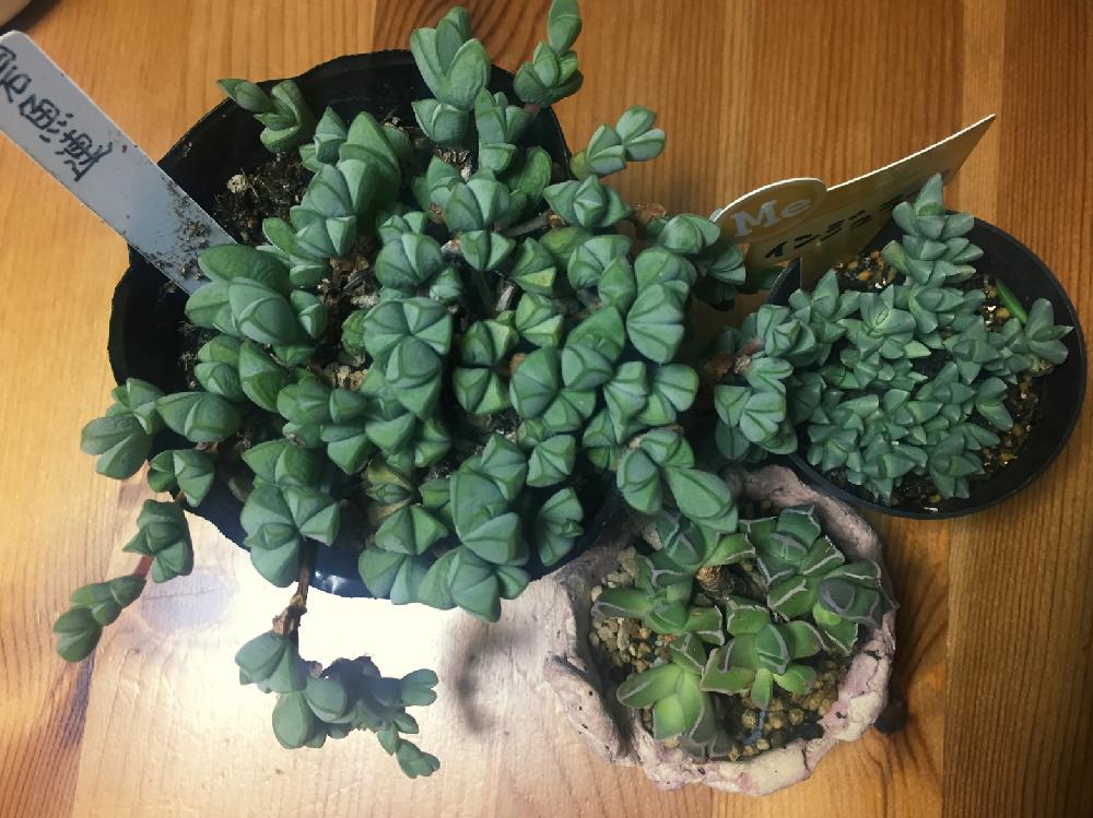 部屋の画像 by パンダ人間さん | 部屋と名前を教えて!とHTCと観葉植物と梅雨明けと多肉大好きとGS映えとGS日和とお魚の日と植中毒と多肉女子とタニラーと100均アレンジと素敵な出会いに感謝と成長記録と感謝❤️と珍奇植物と花のある暮らしとHTC社員No.150とむぎゅ〜(*≧∀≦*)と記録用とバルコニスト