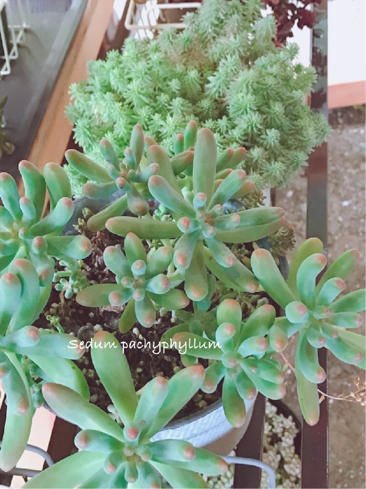 小さな庭の画像 by くみさん | 小さな庭と多肉植物と観葉植物と植物のある暮らしと多肉大好きと寄せ植えとGS映えと多肉植物寄せ植えと植中毒と今日の一枚と今日のお花とエケベリア属と多肉女子とタニラーと可愛いとガーデニングと花のある暮らしとかわいいな♡と多肉寄せ植えと多肉初心者とバルコニスト