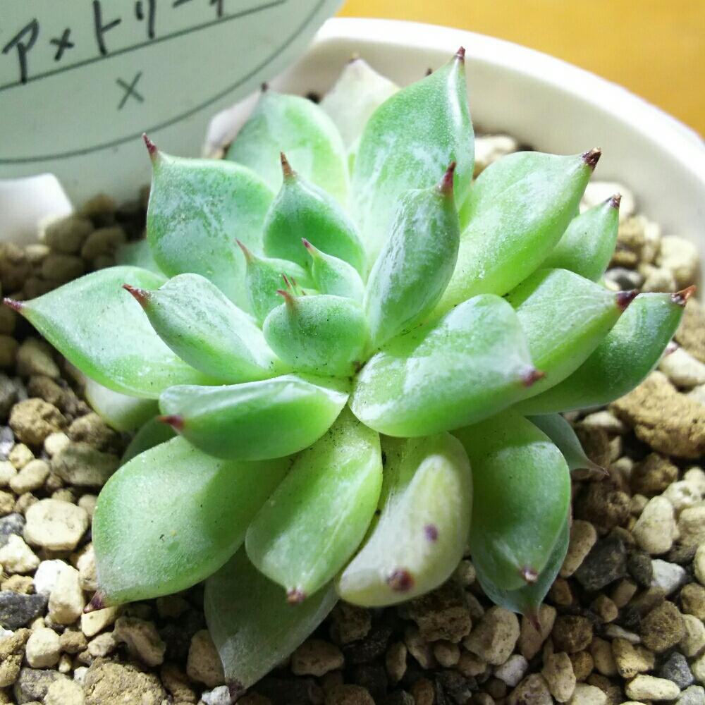 エントランスの画像 by Succulent so cute ♥さん | エントランスとアメトリーネとAmetrineと多肉植物とスマホ撮影とGS Lifeとcute ♥ アメトリーネとボタニカルライフと真夏のボタニカルライフと多肉ちゃんとso cute garden ♥と葉っぱのある暮らしと葉っぱとチーム大阪とGS映えと多肉植物のある暮らしとno green no lifeとenjoy botanical life ♥とsucculent so cute ♥と真夏の多肉ちゃんときれい~✴とエケベリア属とGS 影響とチームグリーンと葉っぱがかわいい♥とお気に入り~✴とガーデニングとcute ♥ エケと多肉生活とgreenとかわいいとベンケイソウ科と猛暑越し中とSucculent Lifeと加工なしとかわいい多肉ちゃんとGS萌え~✴とenjoy succulent life ♥と真夏の多肉植物と葉っぱが好き♥と多肉初心者と多肉コレクション♥とsucculent plantsと葉っぱlove♥とGSタイムとおきにいり~✴とsucculentとsucculent love ♥