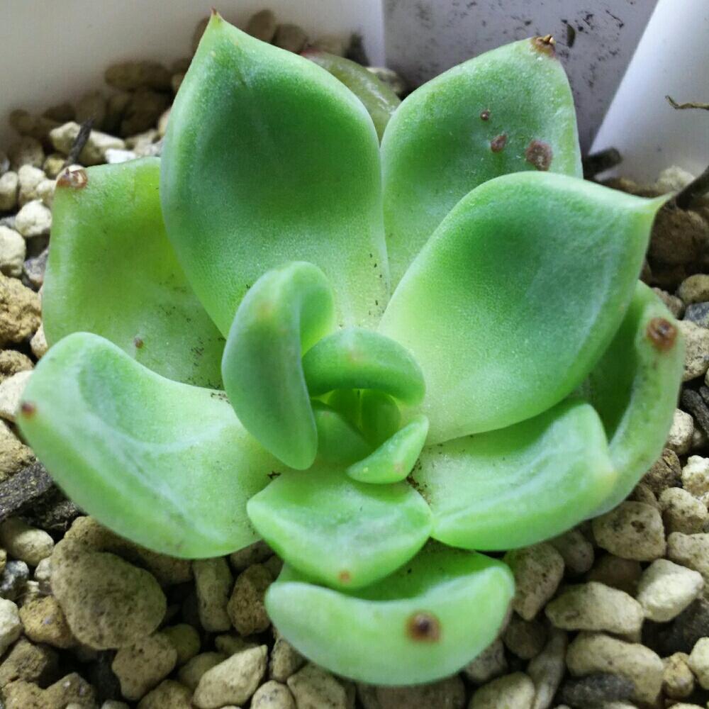 エントランスの画像 by Succulent so cute ♥さん | エントランスとWheellagreenと多肉植物とスマホ撮影とGS Lifeとボタニカルライフと真夏のボタニカルライフと多肉ちゃんとso cute garden ♥と葉っぱのある暮らしと葉っぱとチーム大阪とGS映えと多肉植物のある暮らしとno green no lifeとenjoy botanical life ♥とsucculent so cute ♥と真夏の多肉ちゃんときれい~✴とエケベリア属とGS 影響とcute ♥ Wheellagreenとチームグリーンと葉っぱがかわいい♥とお気に入り~✴とガーデニングとcute ♥ エケと多肉生活とgreenとかわいいとベンケイソウ科と猛暑越し中とSucculent Lifeと加工なしとかわいい多肉ちゃんとGS萌え~✴とenjoy succulent life ♥と真夏の多肉植物と葉っぱが好き♥と多肉初心者と多肉コレクション♥とsucculent plantsと葉っぱlove♥とGSタイムとおきにいり~✴とsucculentとsucculent love ♥