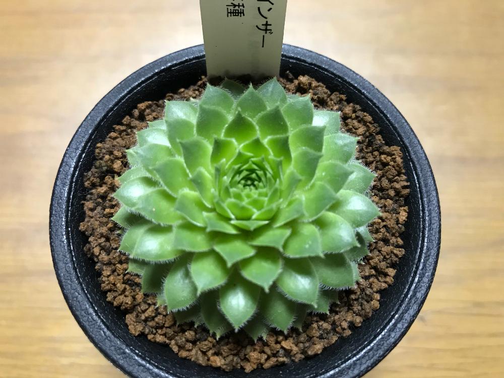 部屋の画像 by あんなココさん | 部屋とデュークオブウィンザーと多肉植物とうれしい (๑˃̵ᴗ˂̵)とGS映えとキュンキュン乙女倶楽部No.179とジョイフル本田 瑞穂店と思わず見惚れてしまうとタニラーと光輝いてると花のある暮らしとスマホで撮影とタニク初心者とかわいい❤