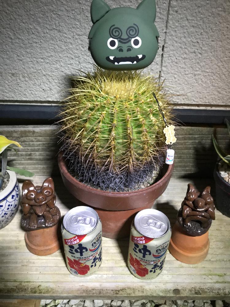 の画像 by 多肉な彼女さん | 多肉植物とDIY好きとシーサー祭とGS映えとオリオンシーサー祭りとタニラーと木工クラフト市と花のある暮らしと頑張れ♡えっことオリオン祭りとオリオンシーサー