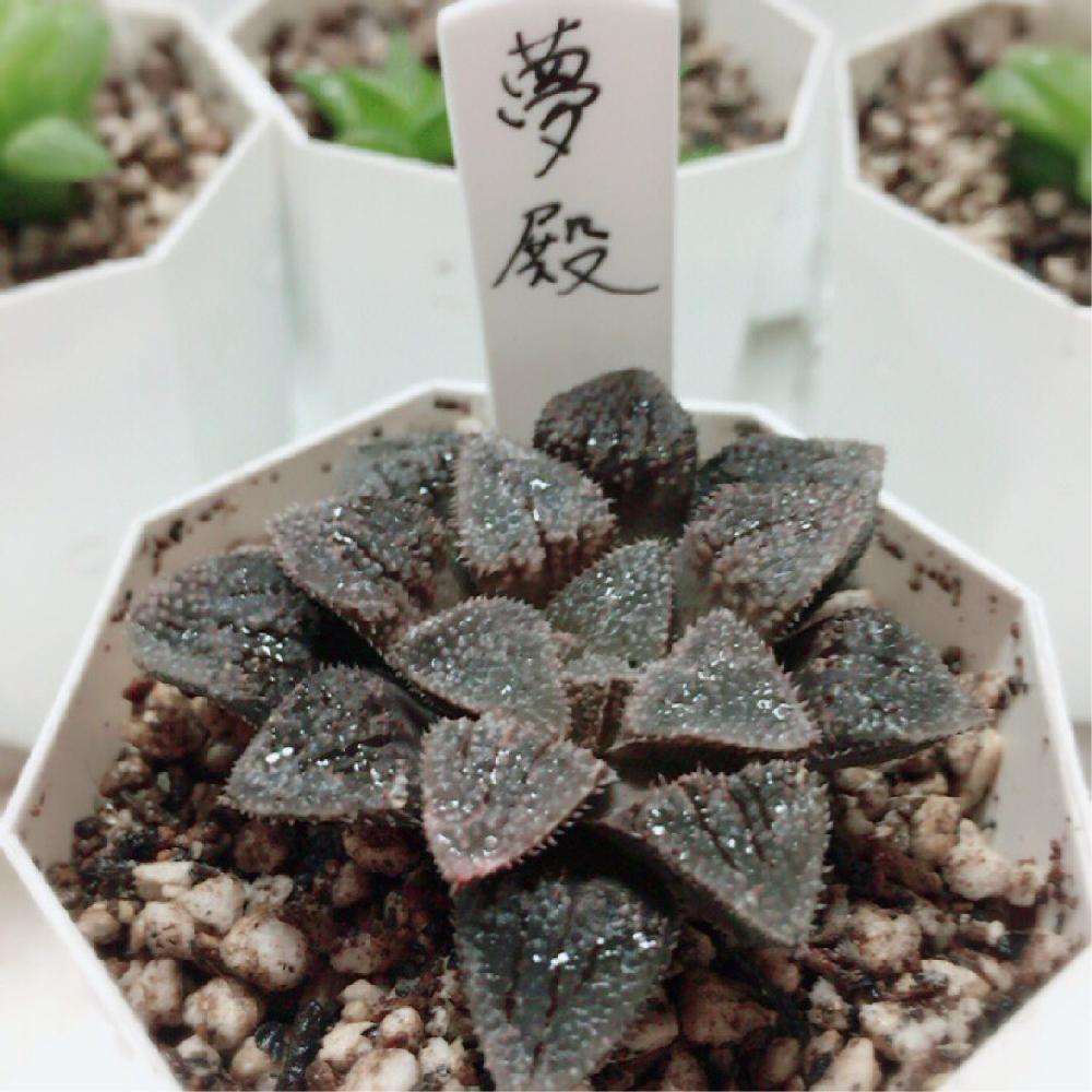 窓辺の画像 by あっちゃんDさん | 窓辺と多肉植物とカッコいいとキラキラ✨とつやつやと窓辺の植物たちとハオルチア属と葉っぱツヤツヤとぷりぷり多肉とタニラーと超絶癒し系✨✨とシブい!と可愛いとうっとりと色合いがキレイともけもけちゃんとツンツン
