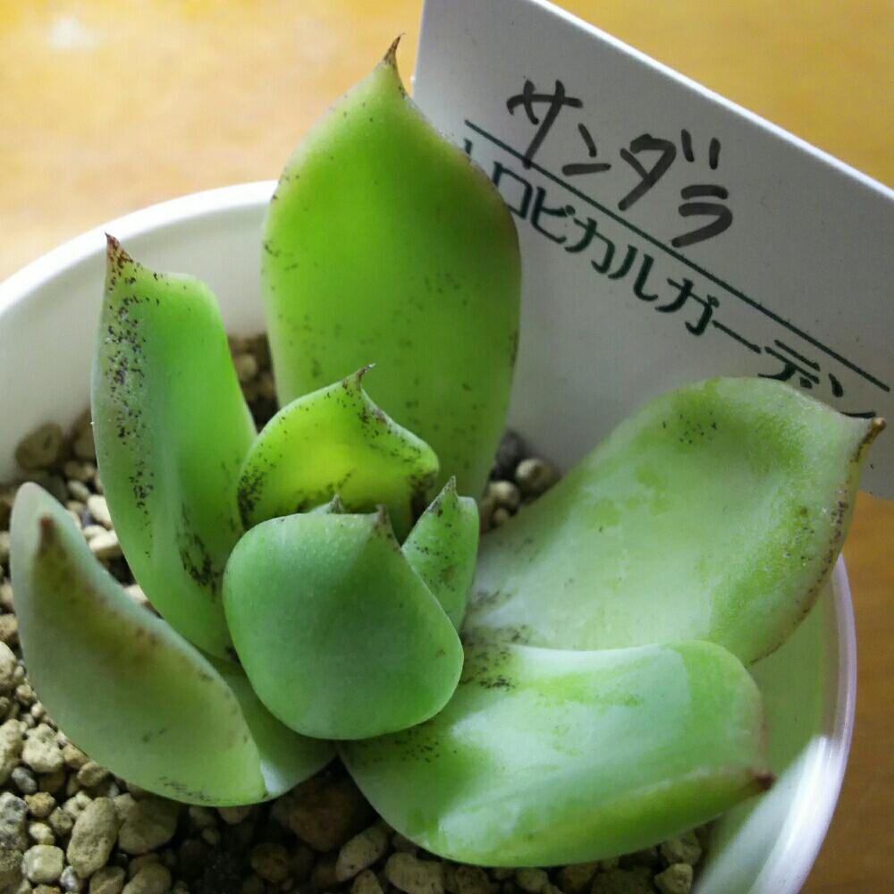 エントランスの画像 by Succulent so cute ♥さん | エントランスとSandaraとサンダラと多肉植物とスマホ撮影とGS Lifeとボタニカルライフとcute ♥ サンダラと真夏のボタニカルライフと多肉ちゃんとso cute garden ♥と葉っぱのある暮らしと葉っぱとチーム大阪とGS映えと多肉植物のある暮らしとno green no lifeとenjoy botanical life ♥とsucculent so cute ♥と真夏の多肉ちゃんときれい~✴とエケベリア属とGS 影響とチームグリーンと葉っぱがかわいい♥とお気に入り~✴とガーデニングとcute ♥ エケと多肉生活とgreenとかわいいとベンケイソウ科と猛暑越し中とSucculent Lifeと加工なしとかわいい多肉ちゃんとGS萌え~✴とenjoy succulent life ♥と真夏の多肉植物と葉っぱが好き♥と多肉初心者と多肉コレクション♥とsucculent plantsと葉っぱlove♥とGSタイムとおきにいり~✴とsucculentとsucculent love ♥