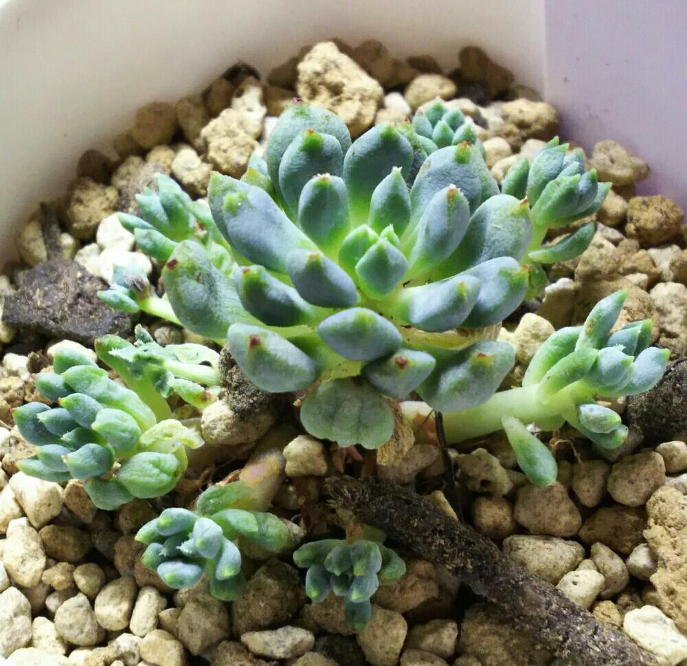 エントランスの画像 by Succulent so cute ♥さん | エントランスとNo.275と多肉植物とスマホ撮影とGS Lifeとボタニカルライフと真夏のボタニカルライフと多肉ちゃんとso cute garden ♥と葉っぱのある暮らしと葉っぱとチーム大阪とGS映えと多肉植物のある暮らしとno green no lifeとenjoy botanical life ♥とsucculent so cute ♥とcute ♥ no.275と真夏の多肉ちゃんときれい~✴とエケベリア属とGS 影響とチームグリーンと葉っぱがかわいい♥とお気に入り~✴とガーデニングとcute ♥ エケと多肉生活とgreenとかわいいとベンケイソウ科と猛暑越し中とSucculent Lifeと加工なしとかわいい多肉ちゃんとGS萌え~✴とenjoy succulent life ♥と真夏の多肉植物と葉っぱが好き♥と多肉初心者と多肉コレクション♥とsucculent plantsと葉っぱlove♥とGSタイムとおきにいり~✴とsucculentとsucculent love ♥