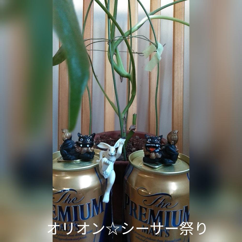 部屋の画像 by きゅうちゃんさん | 部屋とモンステラ属とオリオンシーサー