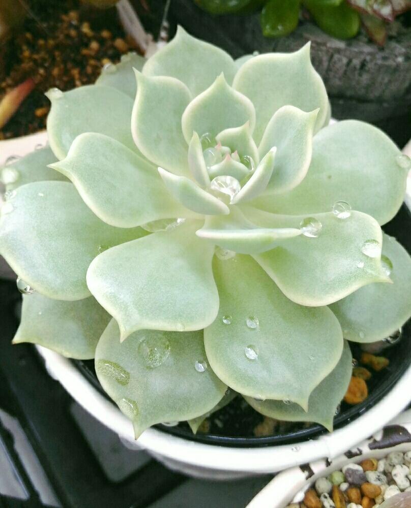 バルコニー/ベランダの画像 by lovelovegreenallstarsさん | バルコニー/ベランダとローラと多肉植物と不真面目でゴメンなさい。とエケベリア属と水も滴るいいローラとタニラーと北海道と多肉ちゃん初心者とのーぐりーんのーらいふ。と初心者なので適当です(笑)