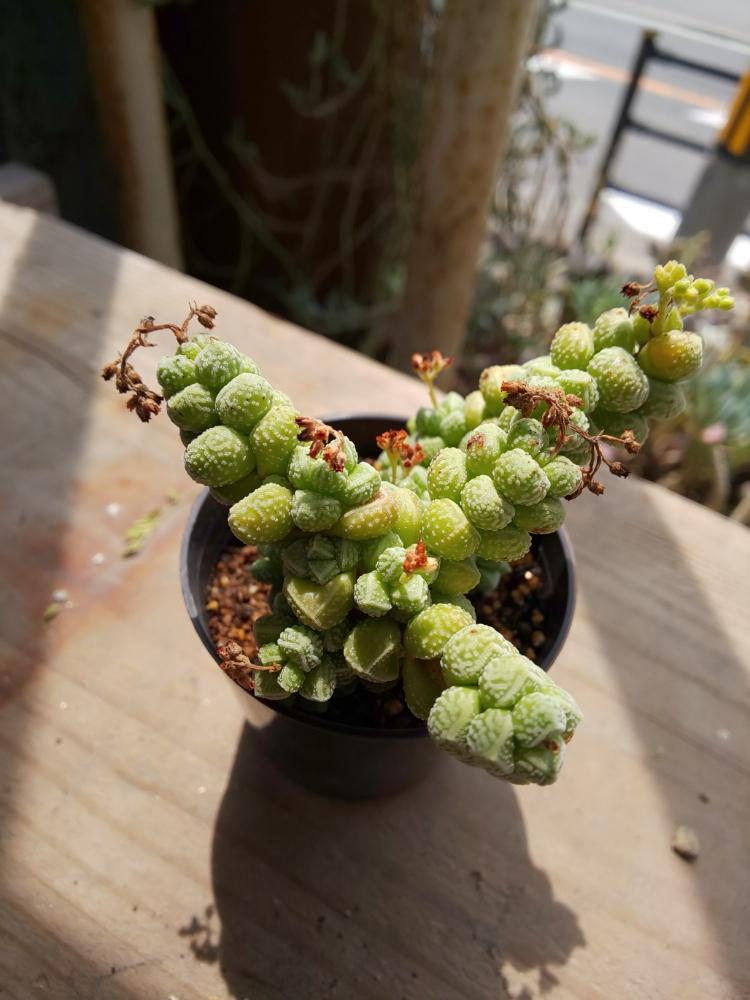 の画像 by feelさん | 多肉植物と観葉植物とセール情報と大阪feelと観葉植物の寄せ植えとfeelとサボテンの寄せ植えと多肉入荷と八尾feelと多肉寄せ植えと多肉多肉多肉