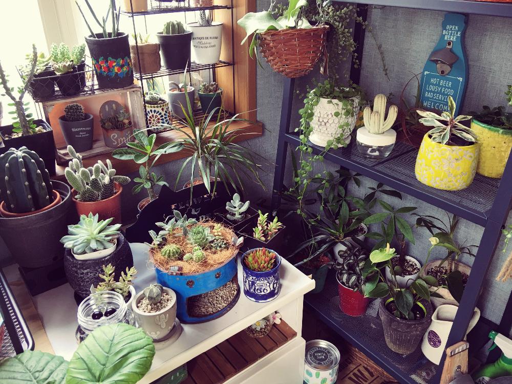 部屋の画像 by ギブソンさん | 部屋とサボテン寄せ植えと観葉植物とミルクブッシュ!と ミリオンハートとサンスベリア属とGS映えとドラセナ属とGS日和と植中毒とペペロミア属とディスキディア属と多肉植物とサボテンとミニミニサボテンと珍奇植物と花のある暮らしとユーフォルビアとウンベラータ♡︎ʾʾとパキラ★とタニク初心者とエアープランツ/チランジア