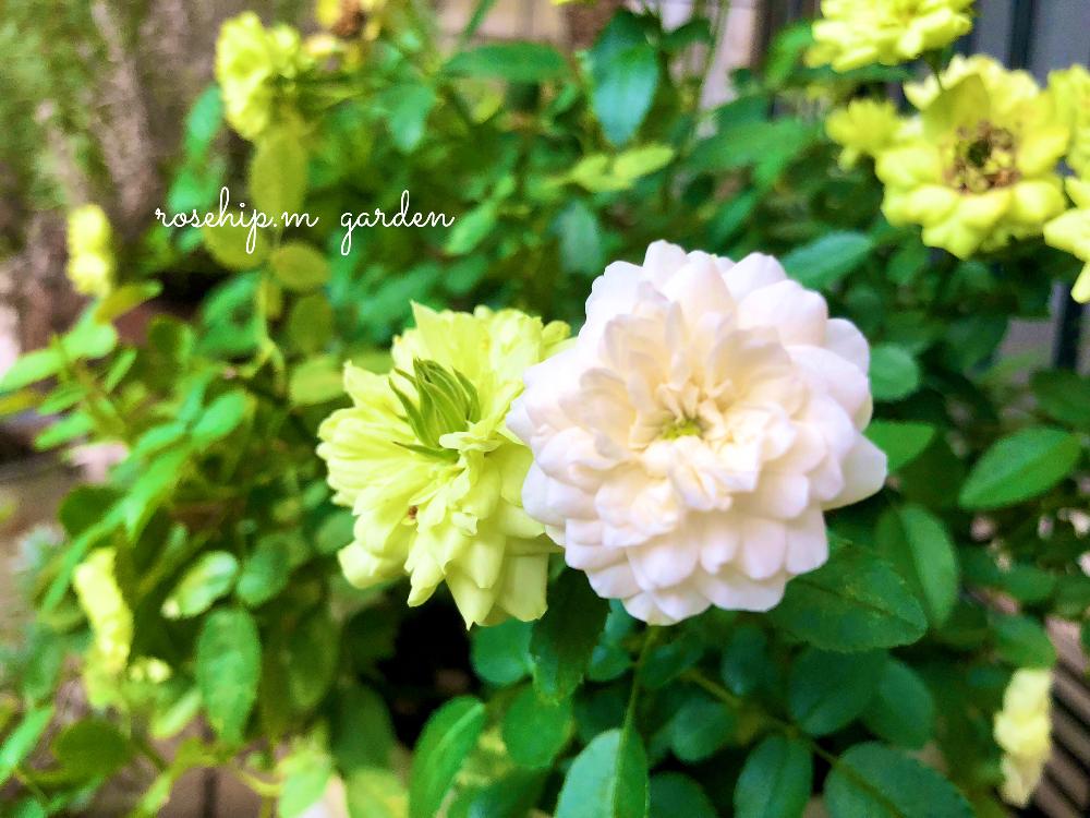 小さな庭の画像 by みわぞぅさん | 小さな庭とマイ・コレクションと薔薇好きと手作りの庭とマイガーデンと花自慢と鉢植えとナチュラルスタイルとガーデニングと小さな小さな庭と花のある暮らしと薔薇♪とロザリアンとバラを楽しむと咲いた!
