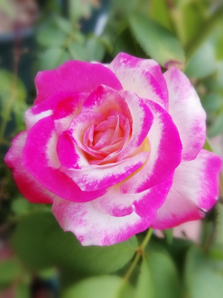 小さな庭の画像 by 律さん | 小さな庭と薔薇愛同盟とお花大好き♡と薔薇に魅せられてと花のある暮らしと薔薇♪