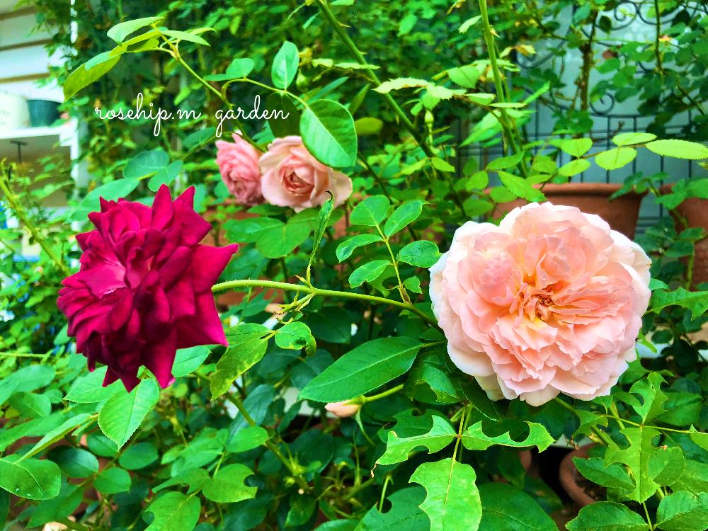 小さな庭の画像 by みわぞぅさん | 小さな庭とマイ・コレクションとバラ・シュラブローズと薔薇好きと手作りの庭とマイガーデンとGS映えと花自慢とイングリッシュ・ローズと鉢植えとナチュラルスタイルとガーデニングと小さな小さな庭と花のある暮らしとロサオリエンティスと薔薇♪とロザリアンとバラを楽しむと咲いた!