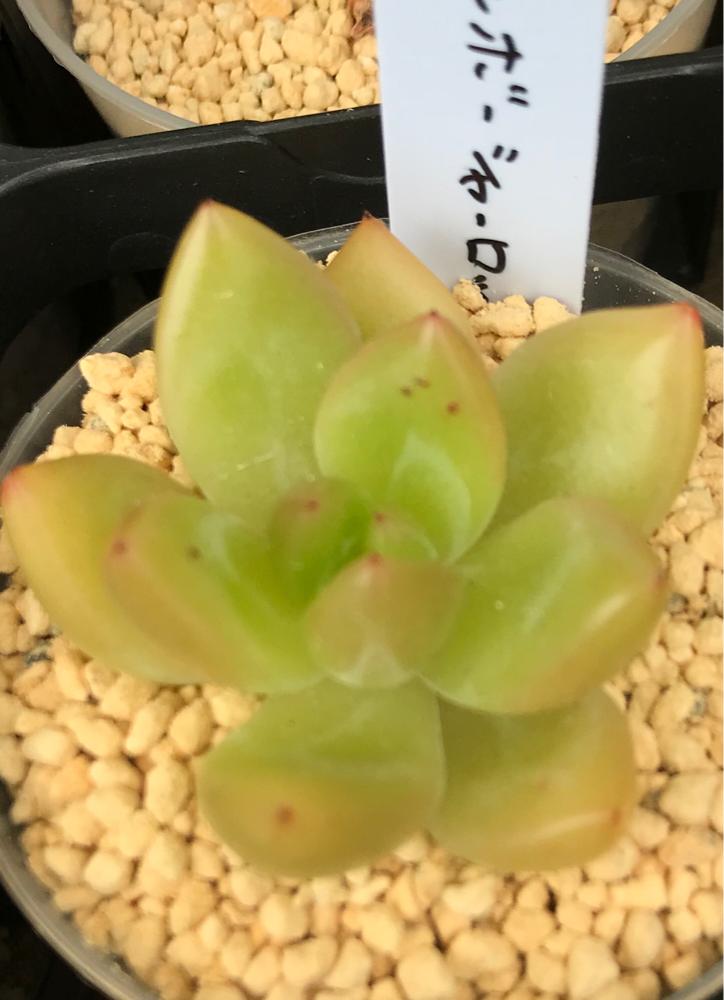 の画像 by mamaだJさん | レインボーシャーロットと多肉植物とレアで高いやつ✧*。と化粧砂は鹿沼土とひとりエケ祭りღと脳内多肉畑とまた29狩りました…と真夏の狩猟祭(29)とエンゲイ係数高めとタマランデスヨネと( ゚д゚)セクスィ…♡番長と広島タニラーとエケベリア女子とエケベリア属とタニラーと山口タニラーともぉ29狩りません…と多肉植物 エケベリアと耐えて忍ぶ夏2018