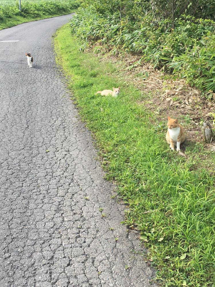 お出かけ先の画像 by アッキーさん | お出かけ先と猫馬鹿と散歩道と#水生植物のある暮らしと思い付き栽培とネコと花のある暮らしとメダカ