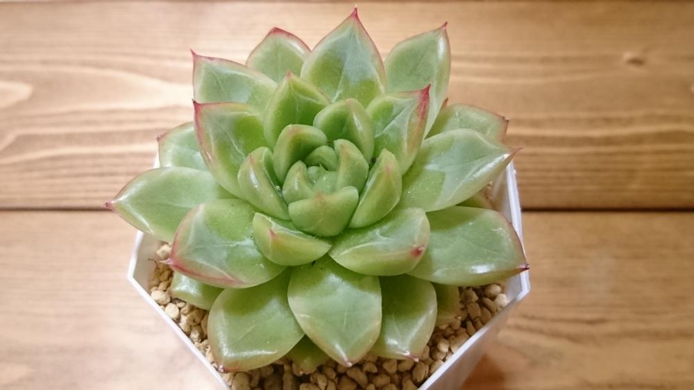 部屋の画像 by みふぁさん | 部屋とセイレーンとウォーターマークと多肉植物と植物育成ライトとエケベリア セイレーンとエケベリア属と多肉初心者