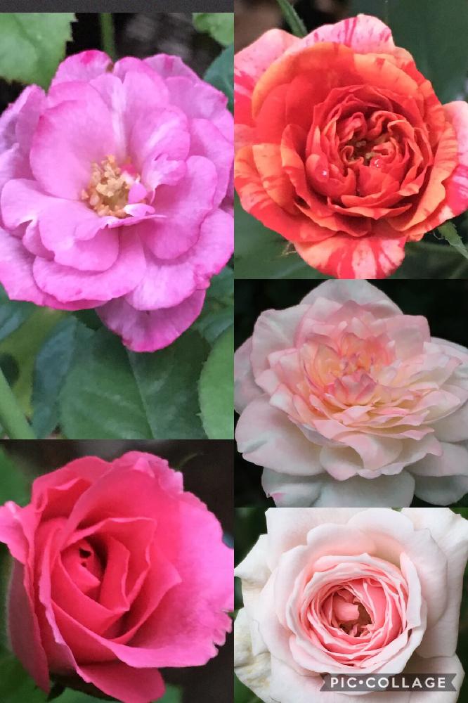 小さな庭の画像 by 花が好きさん | 小さな庭とブルーリバーとローズうららTM(旧名うらら)とミニ薔薇♡とエリアーヌ・ジレとホーム&ガーデンといつも笑顔で〜〜♡と薔薇愛同盟とありがとう♡と花のある世界♡といい感じ♪♪と美しい薔薇ととても癒される♡とステキだね♡と息子が帰ってくる日♡とガーデニングと薔薇が好きです♡と花のある暮らしと頑張れ♡えっこと花が好きです♡♡♡と可愛らしい♡と可愛いね♡