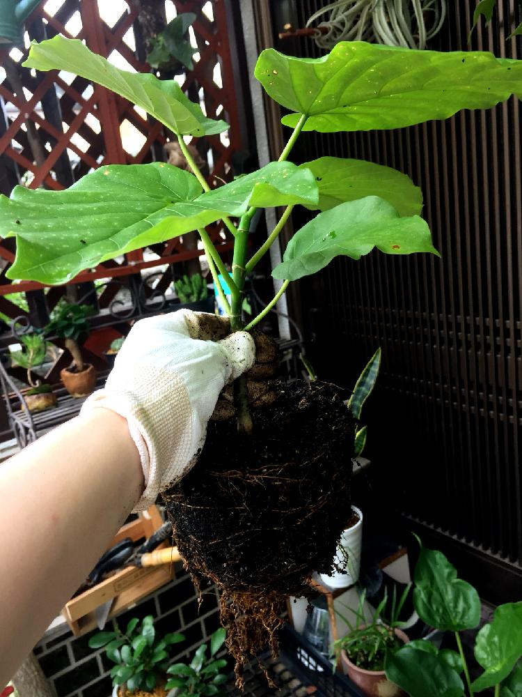 の画像 by zukoさん | ウンベラータと根詰まりと観葉植物と植物のある暮らしと植え替えと植中毒とフィカス属