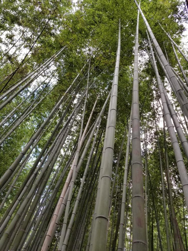 お出かけ先の画像 by sorahakuさん | お出かけ先と竹林の小径と植物のある暮らしと竹林と植中毒と癒し空間と京都といやされると嵐山と勉強中