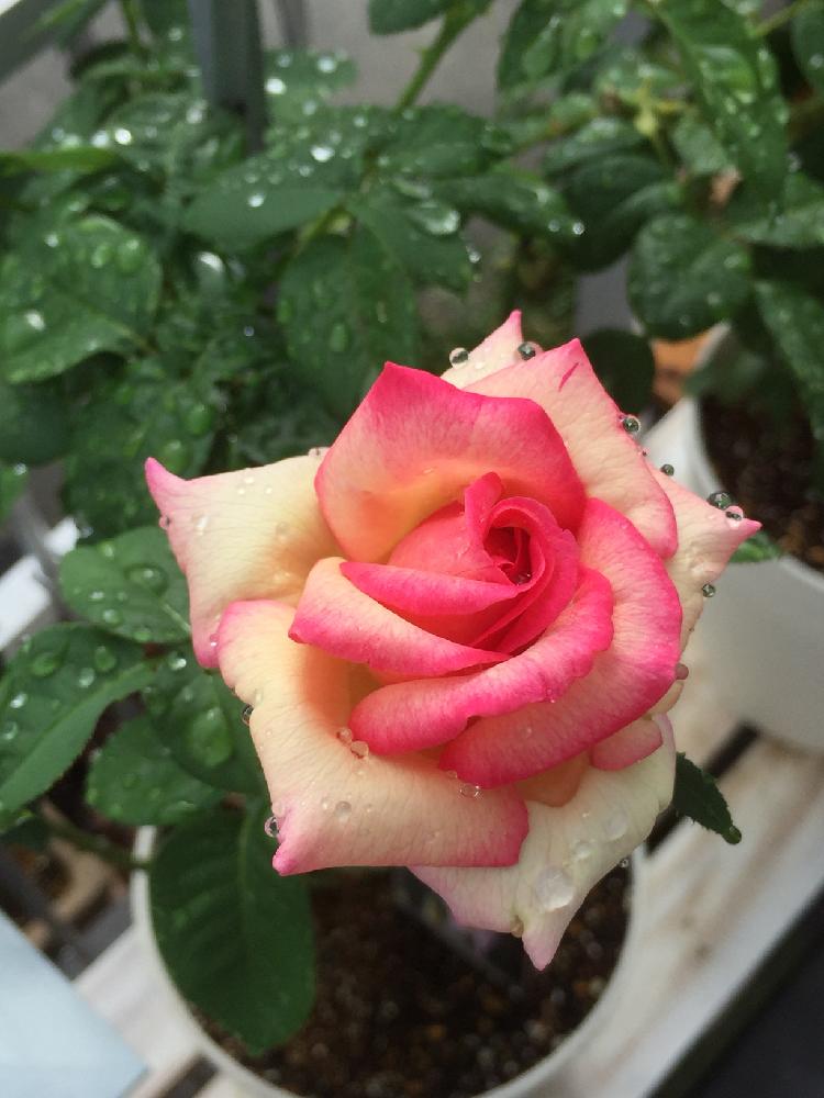 玄関の画像 by mahiro227さん | 玄関と夏の彩りと雨に輝くとばら バラ 薔薇と薔薇と暮らすとピース 薔薇と花のある暮らしと私の小さなバラ園